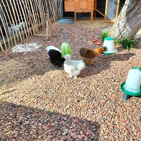Frühstückspension De Oude Walnoot
